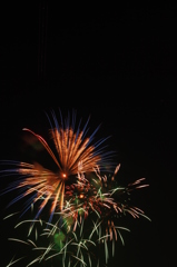 【草に止まる蝶】