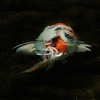 鯉