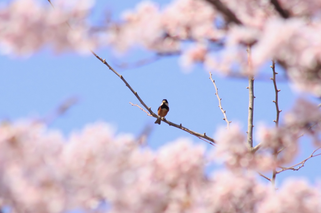 【野鳥】