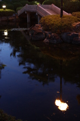 【ウシガエル】