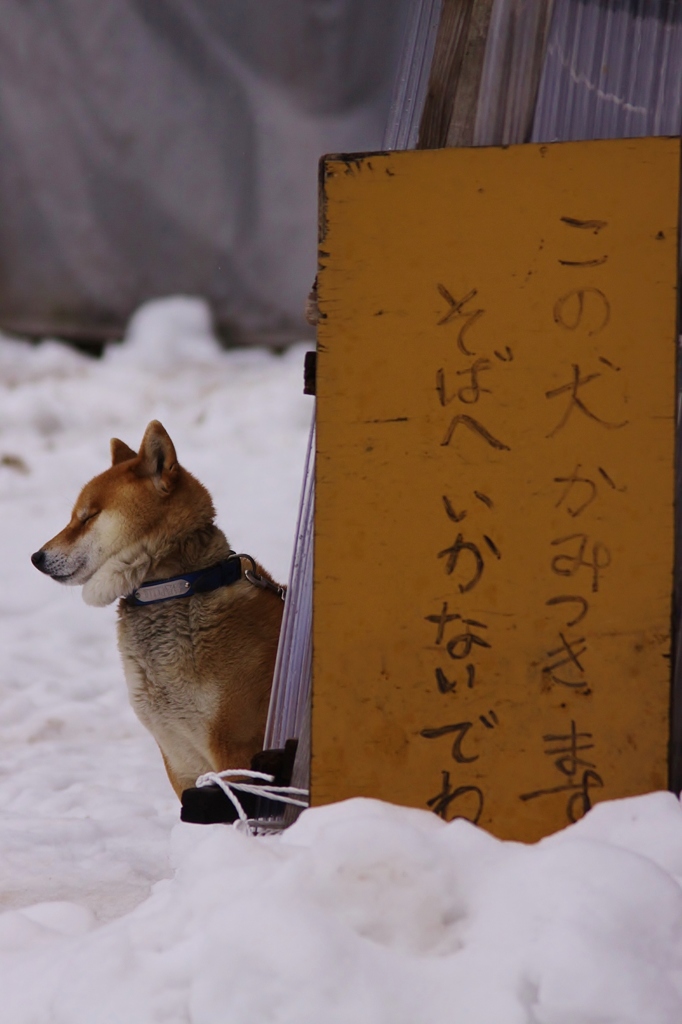 【番犬】