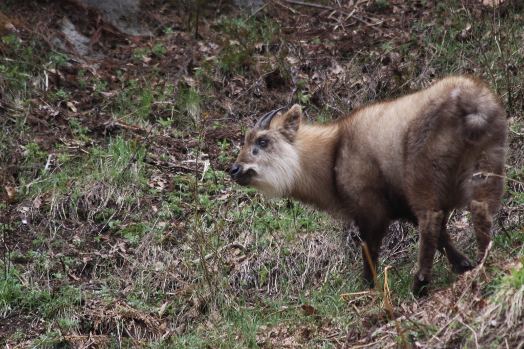 【カモシカ？】