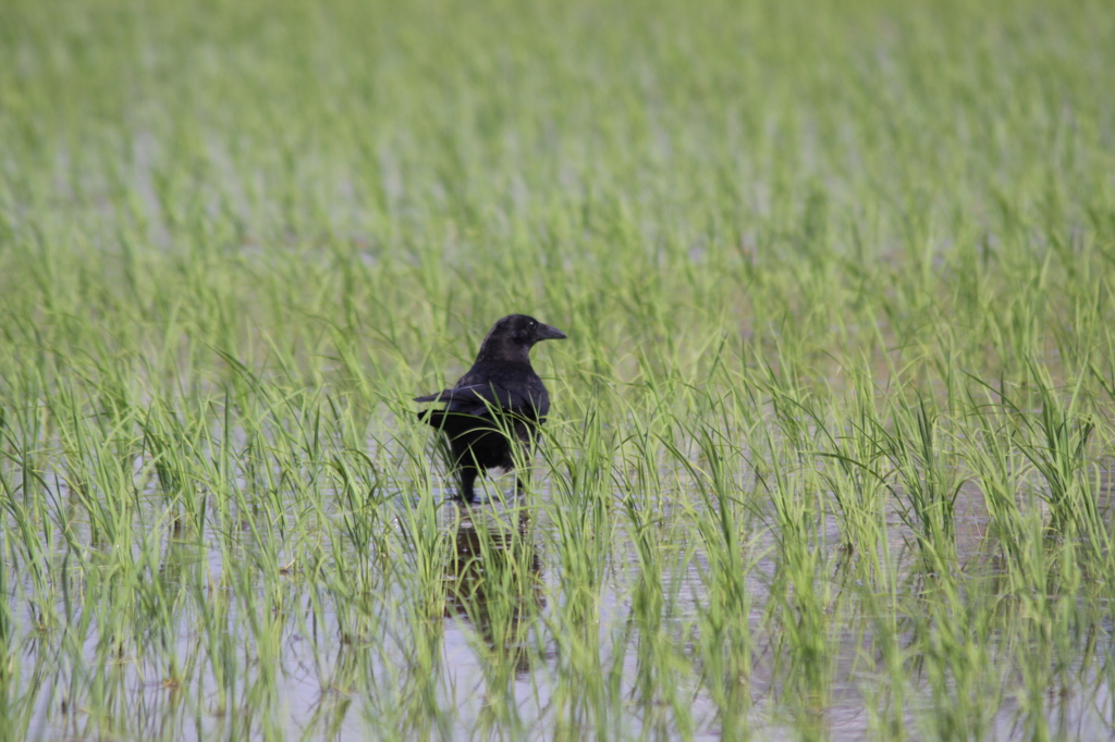 【気づかれないよーに】