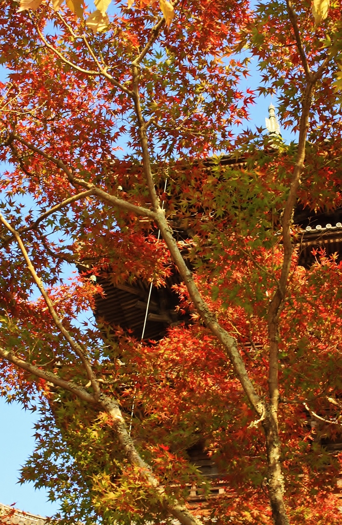 【若栬】