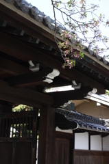 散っちゃった。。。