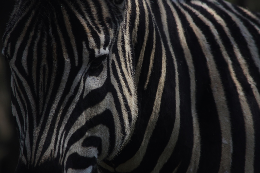 【Zebra Zone】