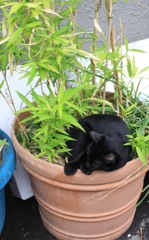 【ティーカップ プードル】