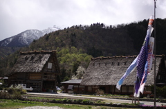 【雪と合掌と鯉】