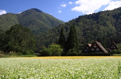 【蕎麦の花】