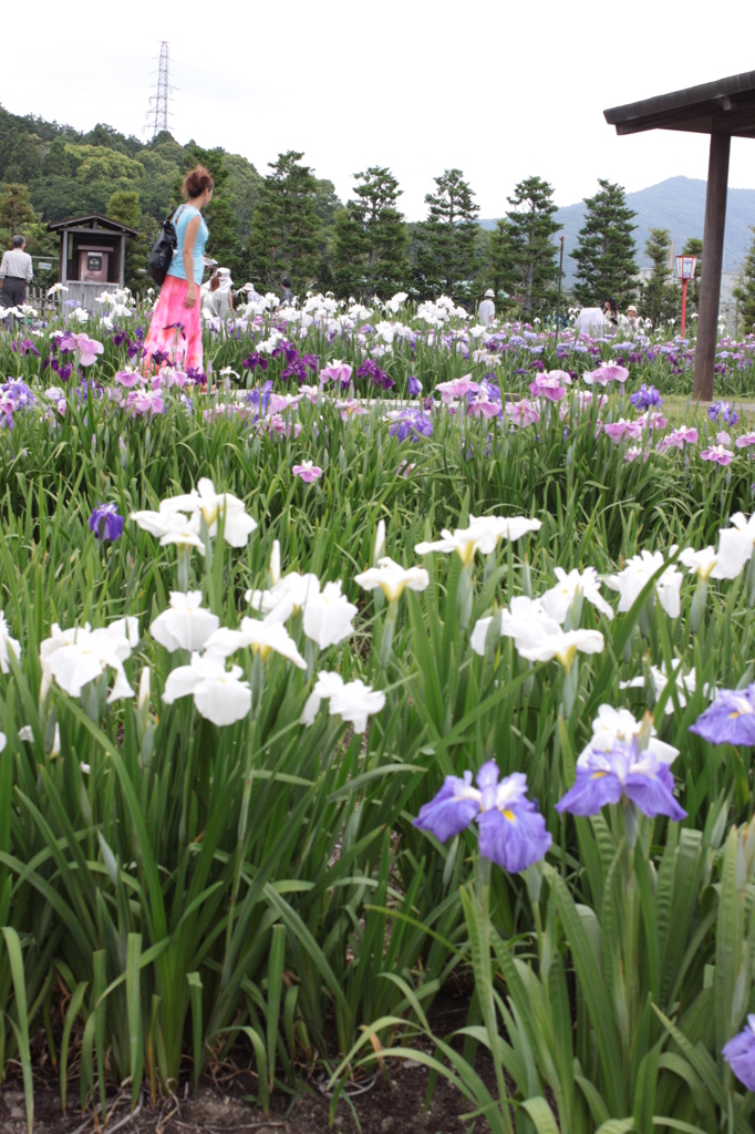 【花の中に華】