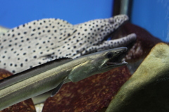 【シンクロないずど睡眠グぅー】