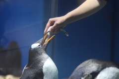 【蕎麦と魚はのど越し】