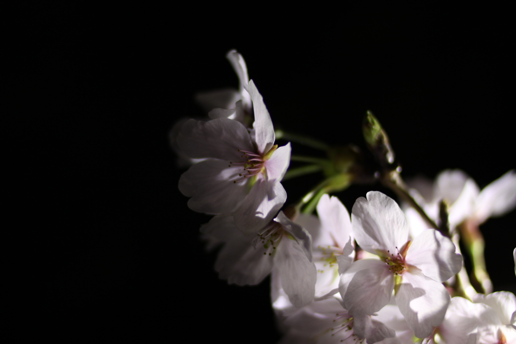 内臓フラッシュを使わずに、光源を右側からあててみました。