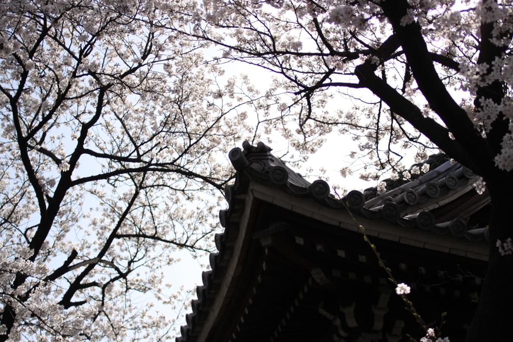 【奇跡の１枚】写りはともかくこの構図とレースのカーテンの様な桜の雰囲気、好き＾＾