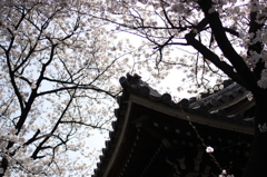 【奇跡の１枚】写りはともかくこの構図とレースのカーテンの様な桜の雰囲気、好き＾＾