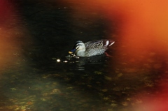 【そーーーぉ】