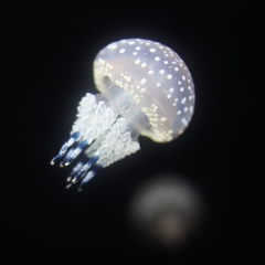 【タコクラゲ】