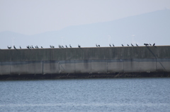 【ガン首そろえて】