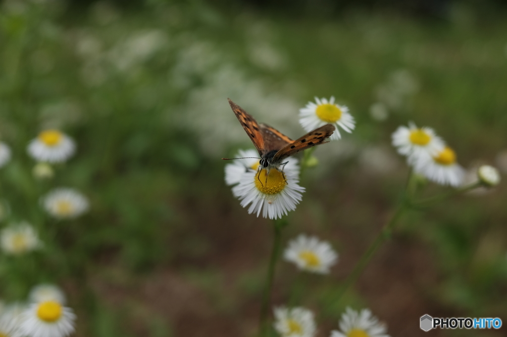 野花の蜜