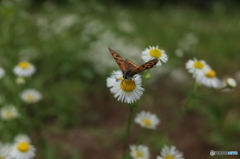 野花の蜜