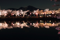 夜桜１