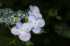紫陽花１