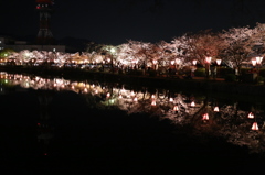 夜桜２