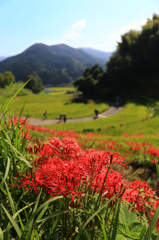 明日香村　稲淵の棚田