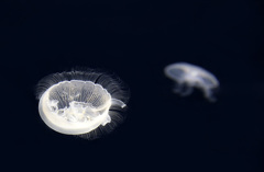 無重力生物