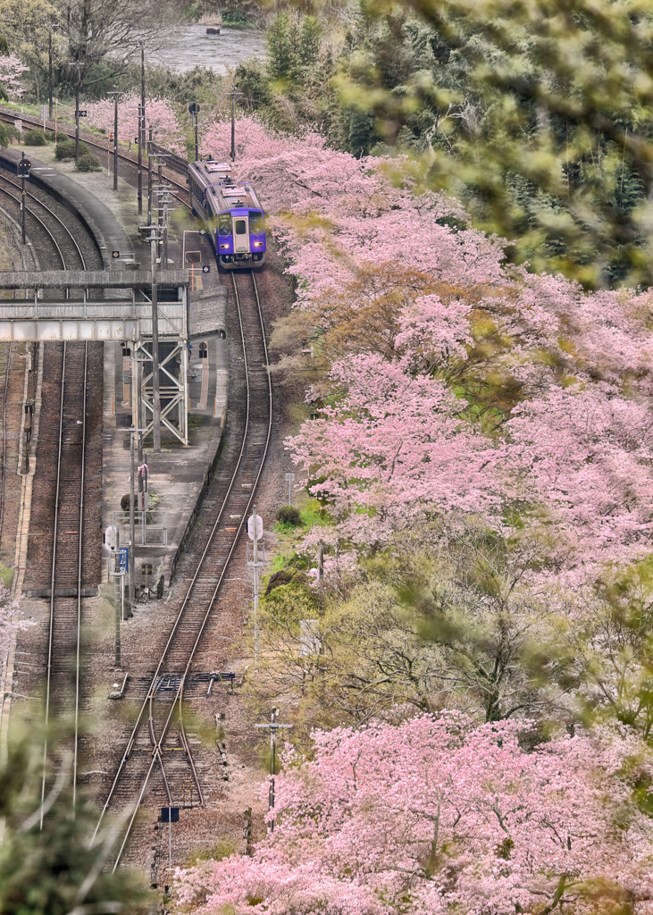 桜station