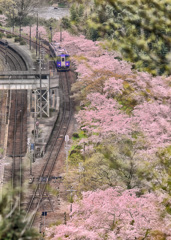 桜station