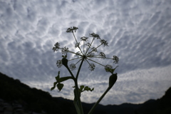 白黒花火