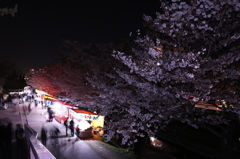 夜桜３