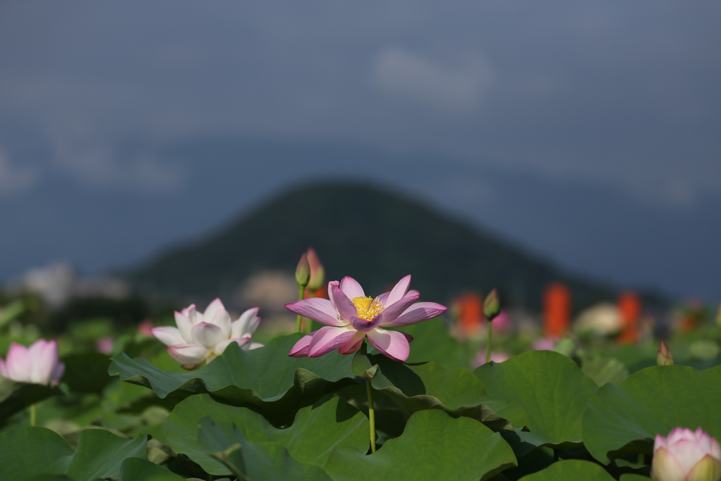 畝傍山を拝して