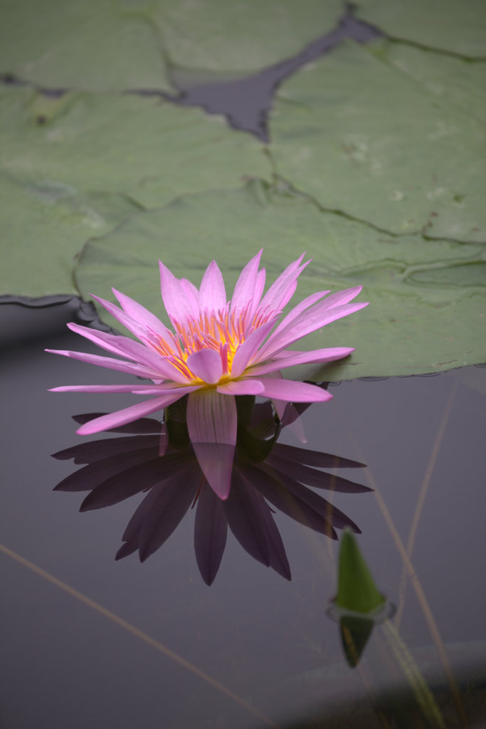 植物園に行ってきました