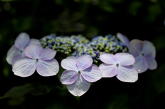 紫陽花２