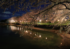 夜桜４