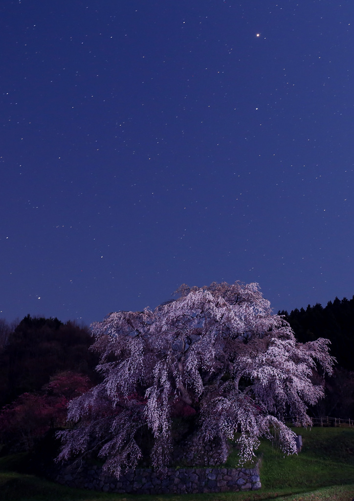 又兵衛桜