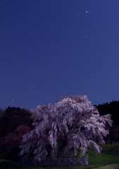又兵衛桜