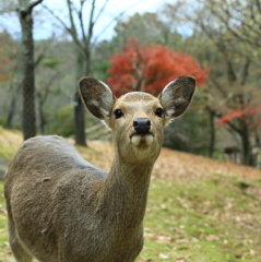 食べ物じゃないよ