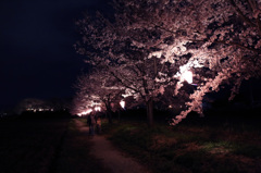 夜桜散歩