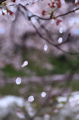 散り花