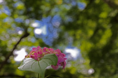 紫陽花３