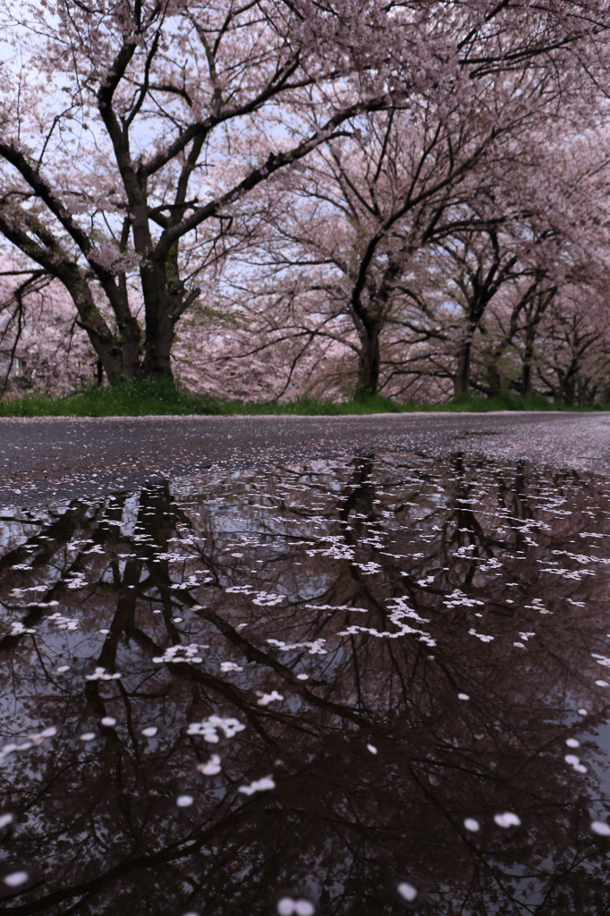 散っても良し