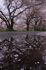 散っても良し