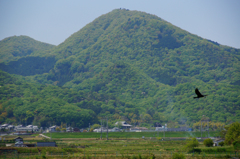 二上山に鵜が舞う
