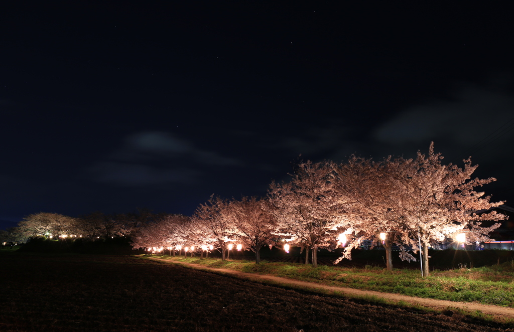 夜桜３