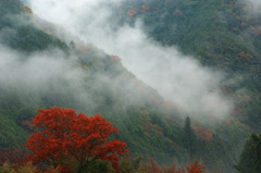 霧けむる