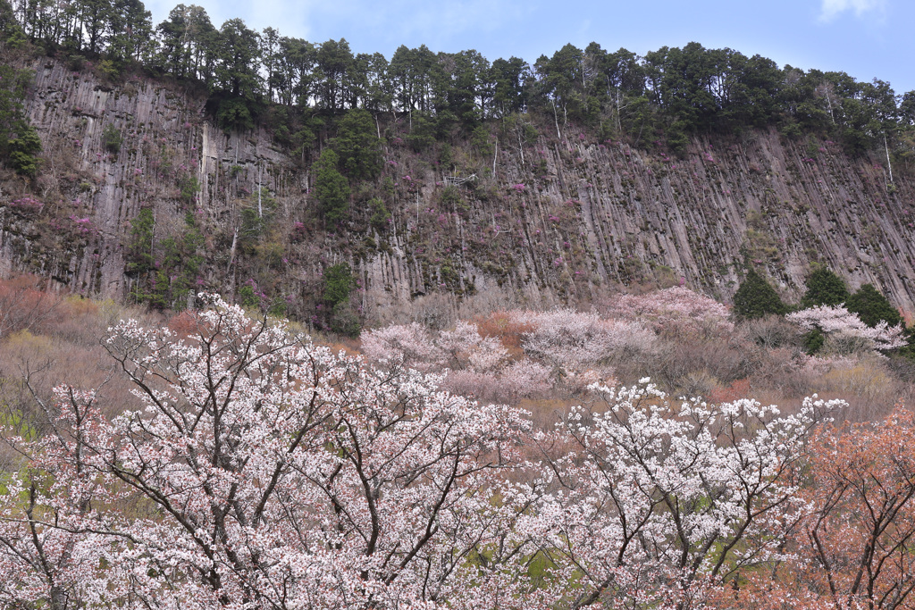 屏風岩の春