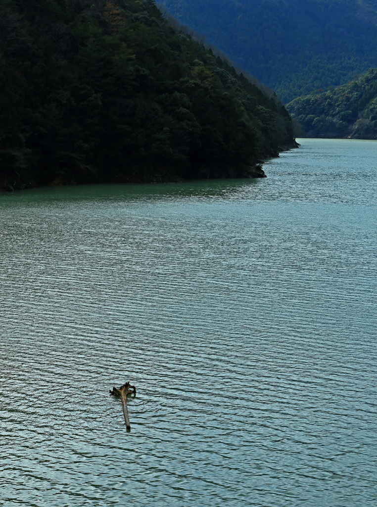 流木